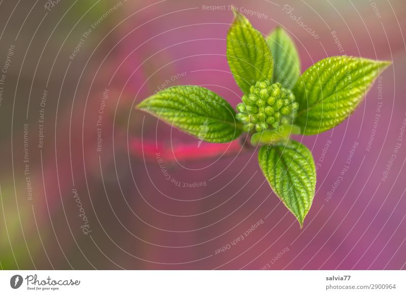 Blütenknospe Umwelt Natur Pflanze Frühling Sträucher Blatt Hartriegel Blütenknospen Zweig Garten Park Wachstum Frühlingsgefühle sprießen neu frisch Jugendliche