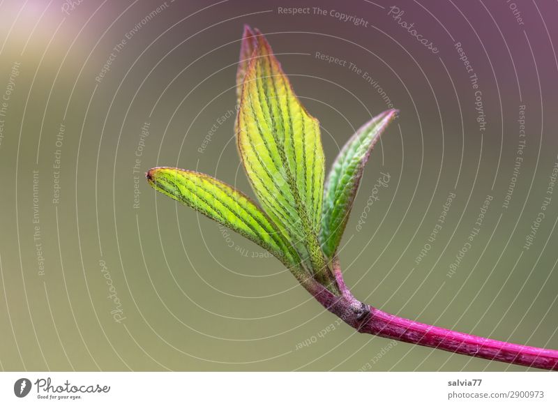 Hoffnung Umwelt Natur Pflanze Frühling Blatt Zweig Blattknospe Hartriegel Garten Park Wachstum frisch natürlich grün rosa Beginn Wandel & Veränderung sprießen