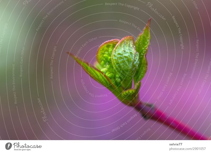 jung und zart Umwelt Natur Pflanze Frühling Sträucher Blatt Blüte Wildpflanze Hartriegel Blütenknospen Garten Park Wachstum frisch grün violett Beginn sprießen