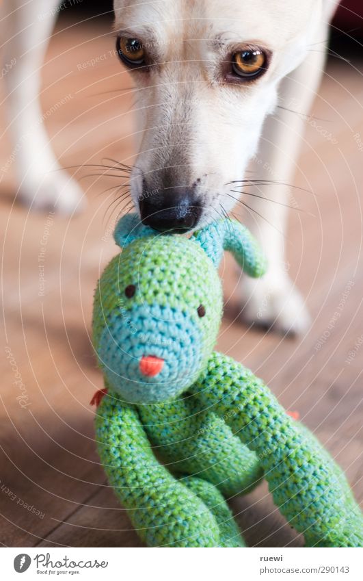 Wohnzimmerjagdhund Spielen Häusliches Leben Tier Haustier Wildtier Hund Tiergesicht Hase & Kaninchen 1 2 Holz beobachten entdecken fangen Jagd Neugier niedlich