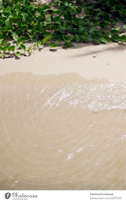 Bright and twinkling water. Natur Schönes Wetter Leichtigkeit Strand Sandstrand Pflanze Pflanzenteile Wellen deutlich Sauberkeit glänzend grün saftig