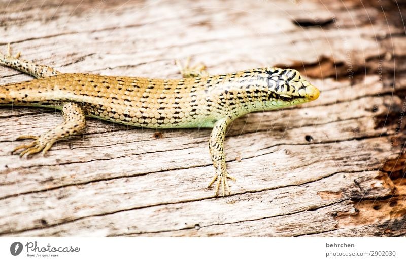 sonnenbad Ferien & Urlaub & Reisen Tourismus Ausflug Abenteuer Ferne Freiheit Urwald Strand Wildtier Tiergesicht Schuppen Reptil Gecko Echte Eidechsen 1