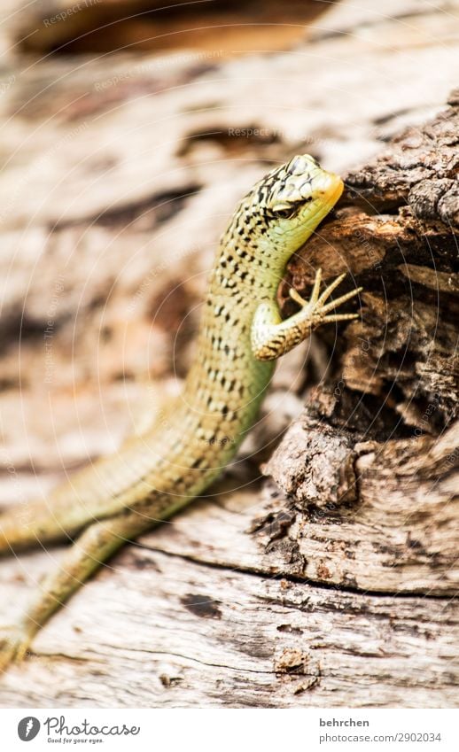 einfach mal chillen Ferien & Urlaub & Reisen Tourismus Ausflug Abenteuer Ferne Freiheit Baum Urwald Wildtier Tiergesicht Schuppen Echsen Echte Eidechsen Gecko