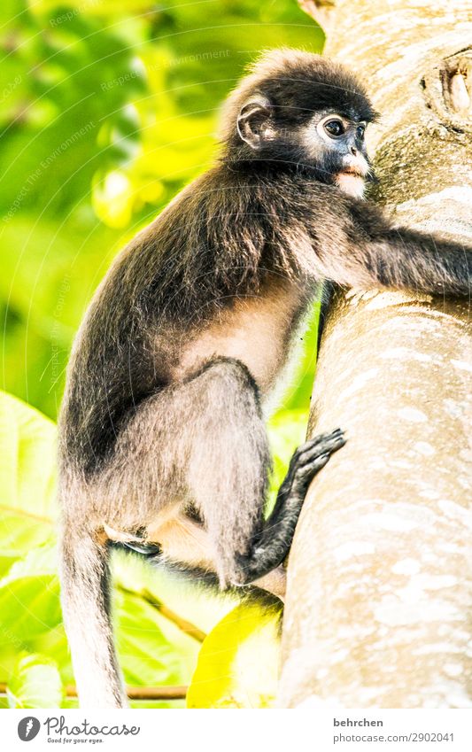 klammeräffchen Ferien & Urlaub & Reisen Tourismus Ausflug Abenteuer Ferne Freiheit Baum Urwald Wildtier Tiergesicht Fell Affen brillenlanguren 1 festhalten