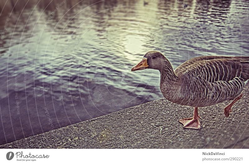 Walk the line Park Seeufer Wege & Pfade Tier Tiergesicht Ente 1 entdecken gehen Schwimmen & Baden wandern watscheln Tierfuß Farbfoto mehrfarbig Außenaufnahme