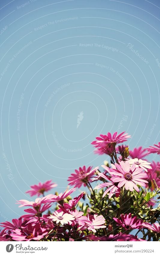 Sommerduft. Natur ästhetisch Blume Blumentopf Blumenkasten blau Himmel (Jenseits) Blüte Blühend rosa Kontrast dezent Muttertag Farbfoto Gedeckte Farben