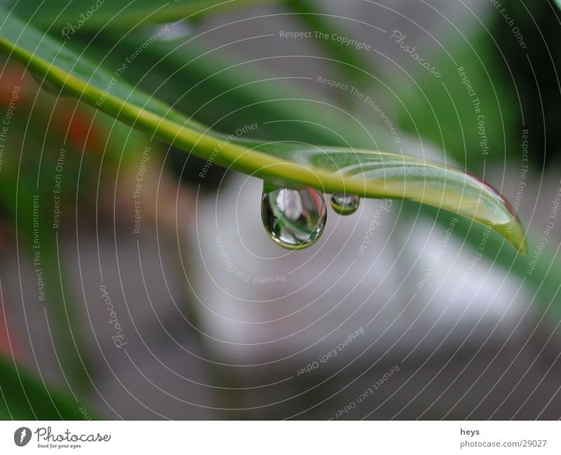 Wasser.Tropfen Blume Regen Wassertropfen Tröpfchen Drop