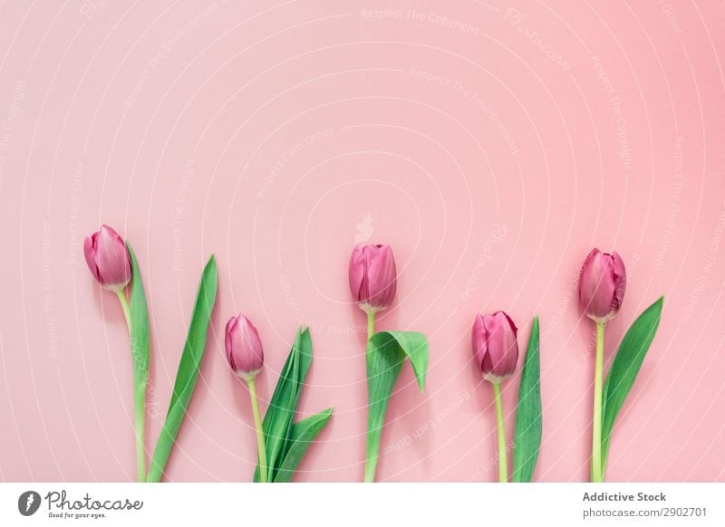 Rosa Tulpen auf klarem Hintergrund rosa Blume Frühling geblümt Blüte Natur Blumenstrauß Pflanze grün Blütenblatt Blatt schön hell natürlich Beautyfotografie