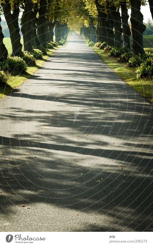 geradewegs Umwelt Natur Pflanze Sommer Herbst Schönes Wetter Baum Blatt Baumstamm Allee Linde Straße Wege & Pfade Landstraße ästhetisch lang Einsamkeit Erholung