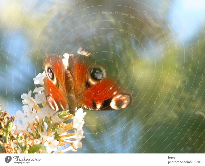 Butter.Fly. Schmetterling Sommer Fliederbusch Tagpfauenauge Tier Garten Natur