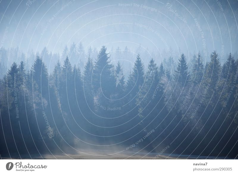 Nebeltannen Natur Pflanze Baum Wald grau grün Einsamkeit Erholung Ferien & Urlaub & Reisen ruhig Tod Morgennebel Früh Tanne Gedeckte Farben Außenaufnahme