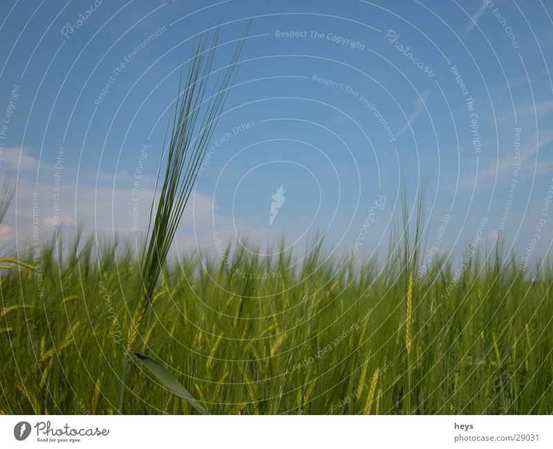 Standing alone... Gras Halm Gerste Wiese Feld Gerstenfeld Getreide Gerstenkorn Himmel blau Kornfeld