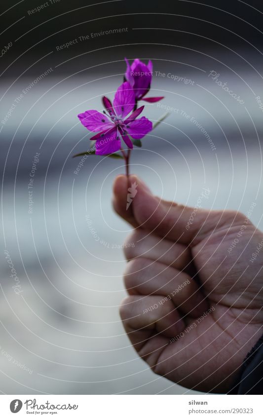 Green(flower)land Hand Finger Pflanze Blume Blüte exotisch Begeisterung Grönland Chamerion latifolium gepflückt Souvenir Farbfoto Textfreiraum links