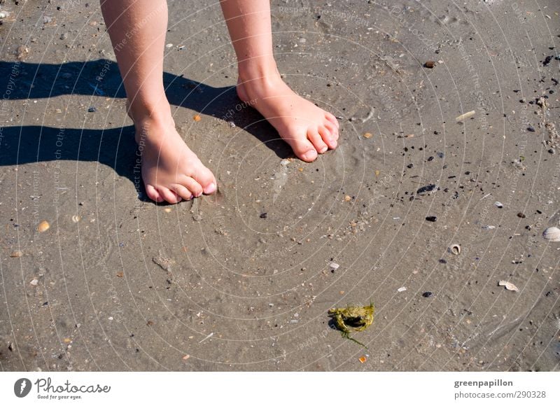 Kinderfüßchen am Strand Kinderfuß Ferien & Urlaub & Reisen Badeurlaub Krabbe Muschel Mädchen Junge Familienausflug Fuß Barfuß Sand Zehen Nagel Zehennagel