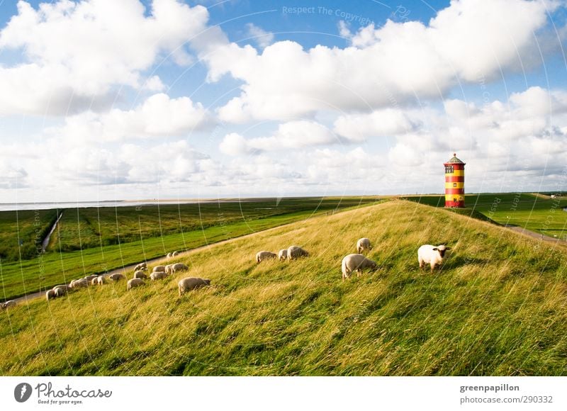 Schafherde an der Küste beim Pilsumer Leuchtturm krummhörn Nordsee Greetsiel Deich Meer Deutschland Niedersachsen Ferien & Urlaub & Reisen Gras Strand Düne