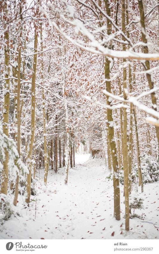 Winterwonderland II Natur Eis Frost Schnee Pflanze Baum Sträucher Blatt Wald kalt natürlich Farbfoto Tag Totale