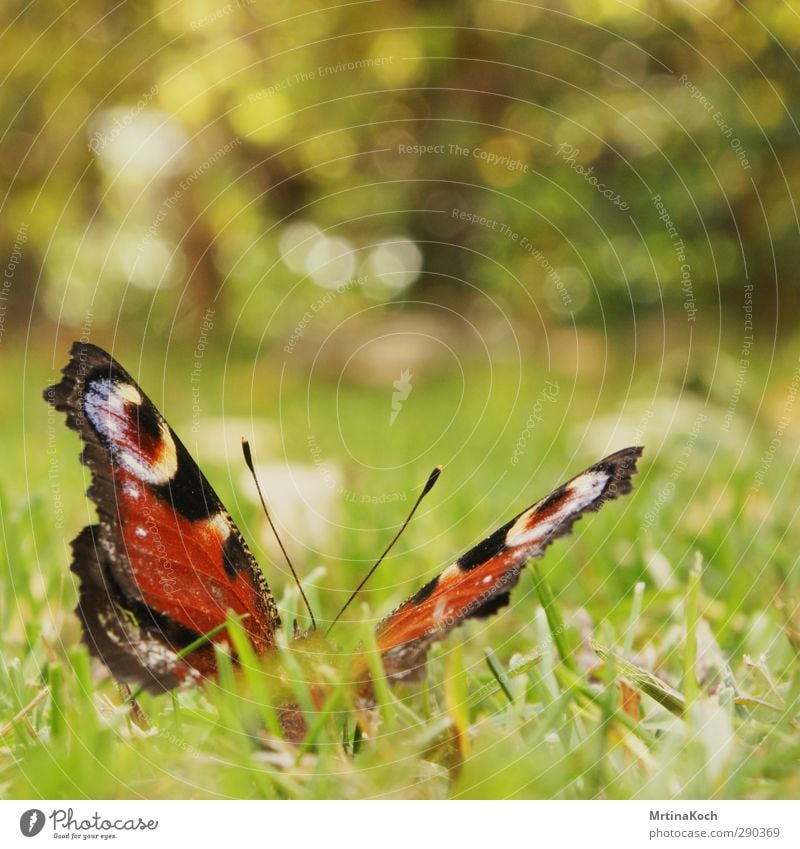 hit the ground. Umwelt Natur Pflanze Tier Urelemente Erde Gras Garten Wildtier Schmetterling 1 Freude Frühling Schwalbenschwanz Auge Fühler Abheben Landen