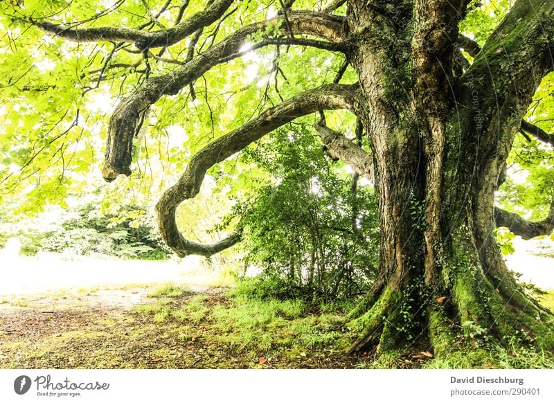 Old irish tree Natur Landschaft Pflanze Tier Frühling Sommer Herbst Schönes Wetter Baum Blatt Grünpflanze Garten Park Wald Urwald braun gelb grün schwarz weiß