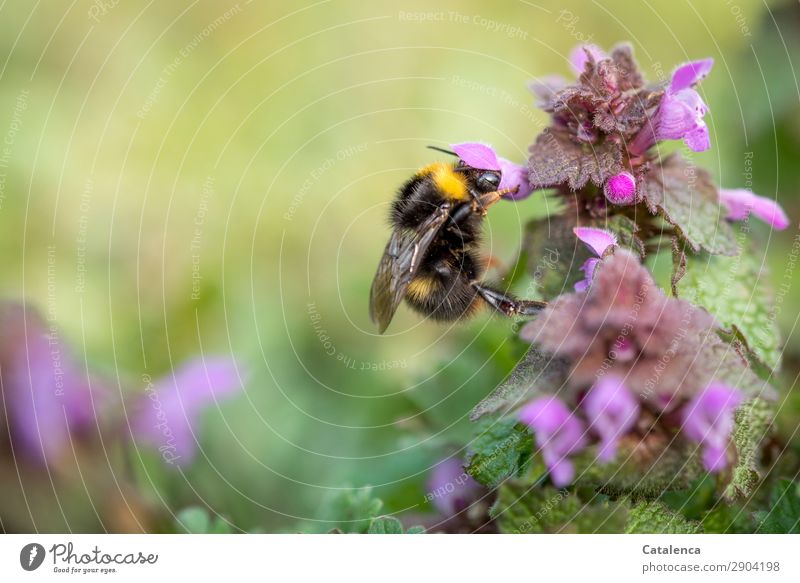 Eine unersättliche Hummel auf einer rosa Taubnessel Natur Pflanze Tier Frühling Blume Gras Blatt Blüte Grünpflanze Wildpflanze Brennnessel Garten Wiese Insekt 1