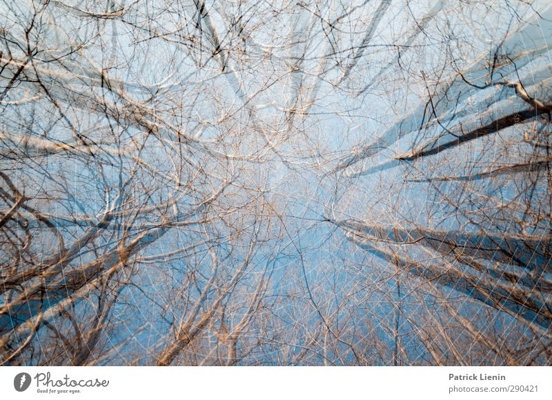 All to All Umwelt Natur Landschaft Urelemente Himmel Frühling Wetter Schönes Wetter Pflanze Baum Grünpflanze Wald ästhetisch einzigartig nachhaltig Bewegung