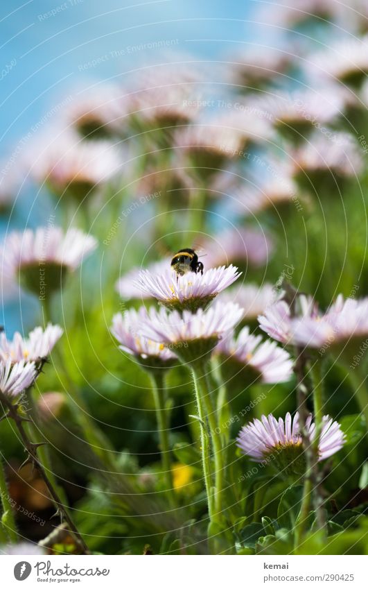 Unterbesetzt | Hummelparadies Umwelt Natur Pflanze Tier Sonne Sommer Schönes Wetter Blume Blüte Wildpflanze Wiese Wildtier Insekt 1 Blühend Fressen sitzen