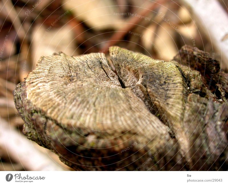 schnittstelle Holz Jahresringe Ast Spalte verfaulen Makroaufnahme