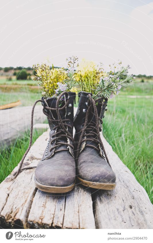 Alte Stiefel mit Blumenfüllung Lifestyle Stil Garten Umwelt Natur Pflanze Frühling Sommer Gras Blüte Wildpflanze Topfpflanze Holz alt frisch Billig gut schön