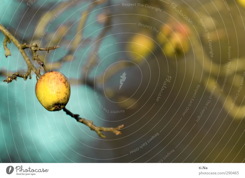 Unterbesetzt | Adam wars Apfel Herbst Winter Pflanze Baum Garten hängen natürlich blau gelb grün Gesundheit Farbfoto Außenaufnahme Nahaufnahme Tag