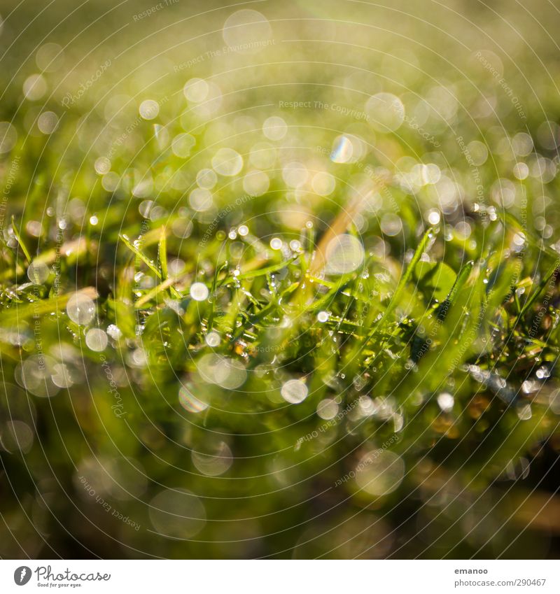 Grasland Umwelt Natur Landschaft Pflanze Wasser Wassertropfen Sonnenlicht Frühling Sommer Klima Wetter Regen Sträucher Grünpflanze Garten Wiese Feld Wachstum