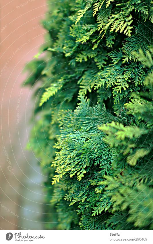 Entlang der Hecke Thujen Thuja Thujahecke Lebensbaum Lebensbaumhecke Sichtschutz Schutz Heckenpflanzen Sträucher Grünpflanzen Heckenschnitt Abgrenzung Zaun