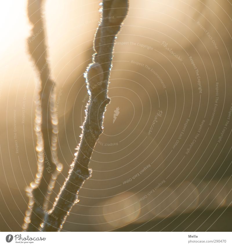 Eines Morgens Umwelt Natur Pflanze Sonne Sonnenaufgang Sonnenuntergang Winter Eis Frost Baum Ast kalt natürlich braun nachhaltig ruhig Blattknospe Farbfoto