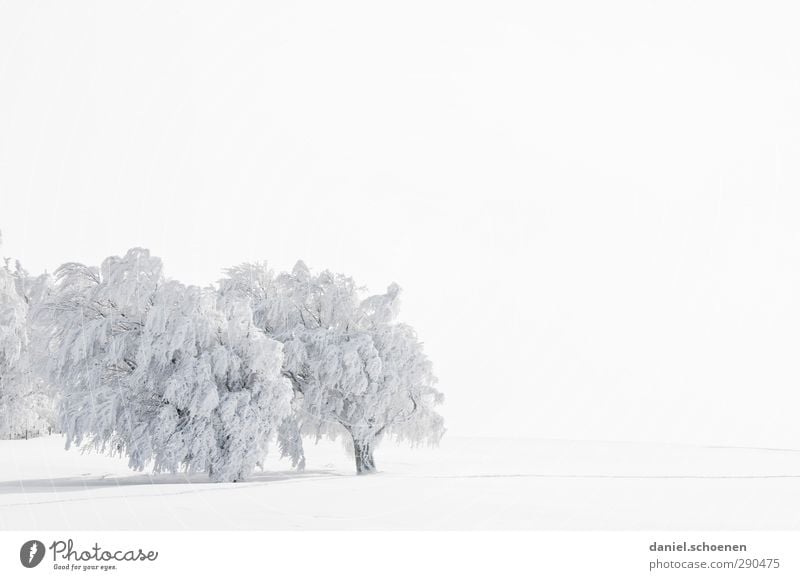 Textfreiraum rechts und oben Ferien & Urlaub & Reisen Winter Schnee Winterurlaub Umwelt Natur Landschaft Klima Wetter Wind Eis Frost hell Schwarzwald