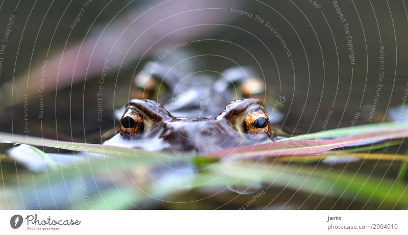 große augen II Seeufer Frosch 2 Tier Tierpaar Blick Schwimmen & Baden Natur Kröte Auge Farbfoto Außenaufnahme Nahaufnahme Detailaufnahme Menschenleer