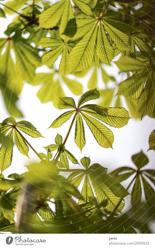 grün Pflanze Frühling Sommer Schönes Wetter Baum Blatt Wald frisch natürlich Natur Kastanienbaum Farbfoto Außenaufnahme Menschenleer Textfreiraum oben