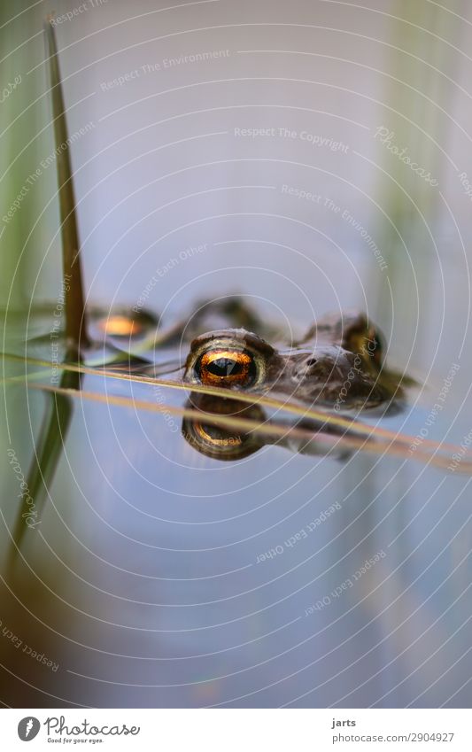 stille am see Seeufer Frosch beobachten Schwimmen & Baden Blick nass natürlich Natur Auge Kröte Farbfoto Außenaufnahme Nahaufnahme Menschenleer