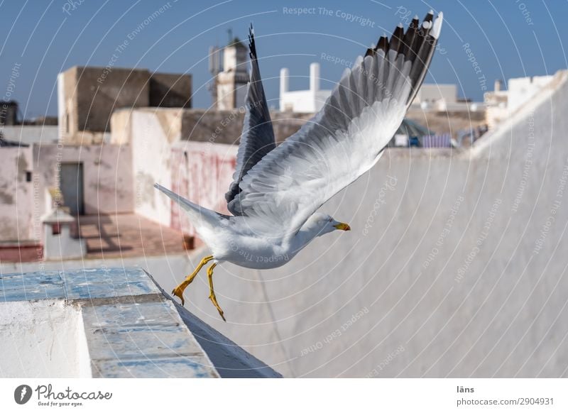 Flug Essaouira Marokko Afrika Stadt Mauer Wand Dach Tier Vogel Möwe 1 fliegen Beginn Abheben Flucht Farbfoto Außenaufnahme Menschenleer Textfreiraum rechts