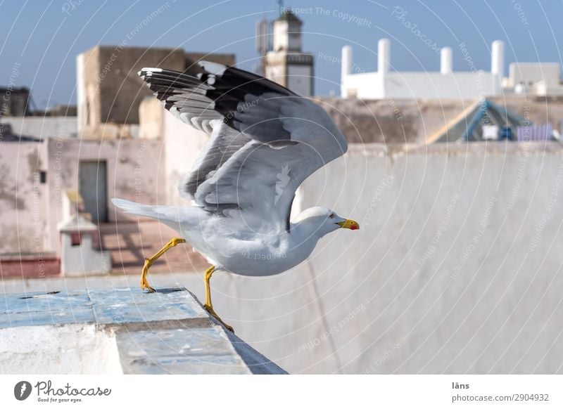 Start Essaouira Marokko Afrika Haus Gebäude Mauer Wand Fassade Dach Tier Vogel 1 Bewegung laufen Beginn Möwe Abheben Farbfoto Menschenleer Textfreiraum rechts