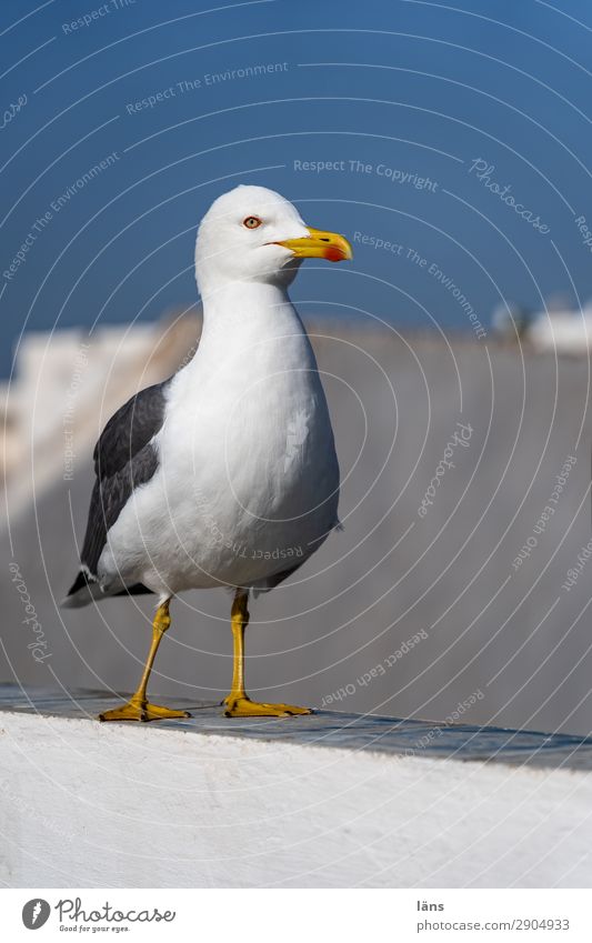 Möwe Vogel Mauer Himmel Marokko Menschenleer