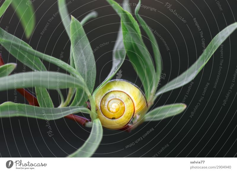 gelbes Häuschen Umwelt Natur Pflanze Blatt Zweig Weide Tier Schnecke 1 ruhig Schutz Spirale schwarz grün Strukturen & Formen Kontrast Geborgenheit Farbfoto