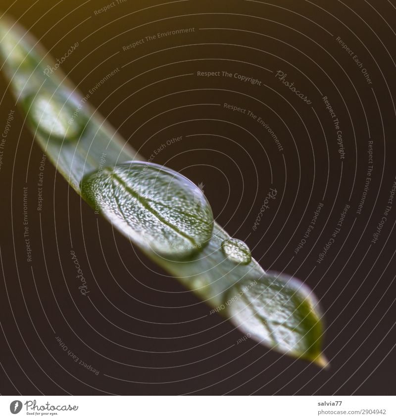 Tropfen Umwelt Natur Urelemente Wasser Wassertropfen Regen Blatt frisch nass Leben Kontrast Tau Farbfoto Gedeckte Farben Außenaufnahme Makroaufnahme