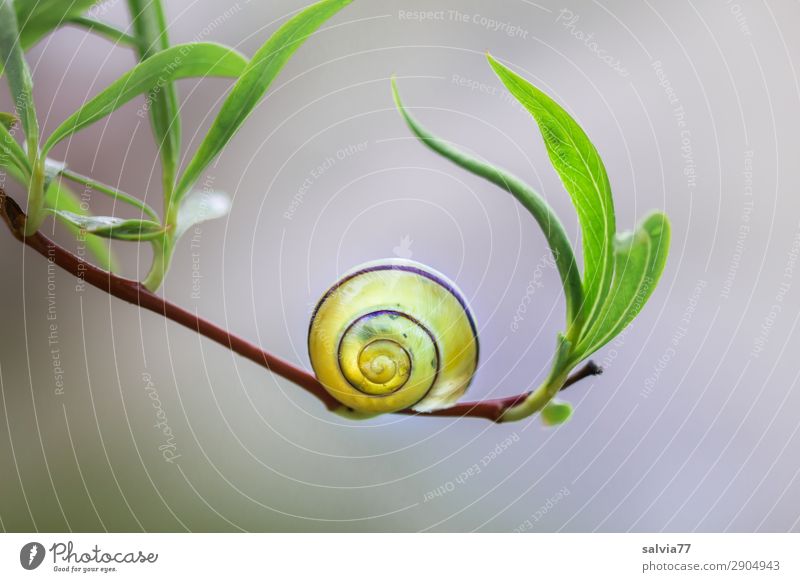 Balance Umwelt Natur Pflanze Blatt Zweig Weide Garten Tier Schnecke 1 ruhig Strukturen & Formen Spirale Farbfoto Außenaufnahme Makroaufnahme Menschenleer