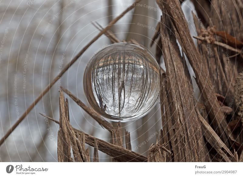 Der Wald steht Kopf Natur Frühling Baum Kugel Glaskugel Holz rund braun Lichtbrechung Totholz Farbfoto Außenaufnahme Tag