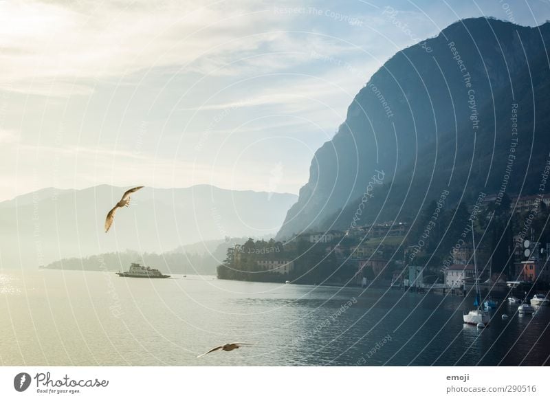 Menaggio Umwelt Natur Landschaft Himmel Klima Wetter Hügel Felsen Berge u. Gebirge außergewöhnlich kalt Möwe Comer See Farbfoto Außenaufnahme Menschenleer Tag