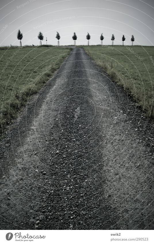 Prozession Umwelt Natur Landschaft Pflanze Himmel Horizont Baum Gras Verkehrswege Wege & Pfade Schotterweg dunkel Konzentration Ordnung Präzision Team