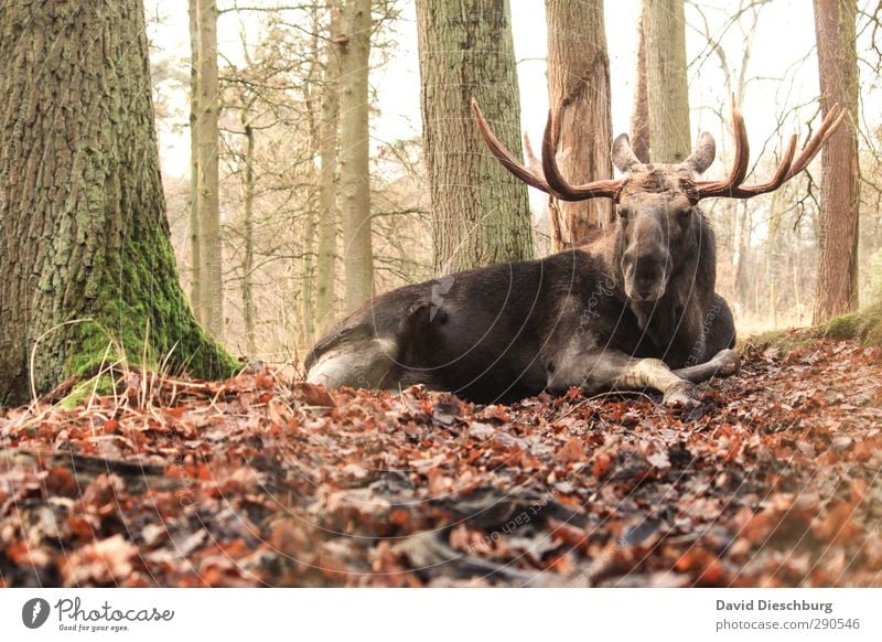 Prachtkerl II Tier Wildtier Tiergesicht Fell 1 braun gelb grün orange schwarz weiß Elch Elchbulle Horn Blatt liegen gefährlich Skandinavien Baum Wald Moos groß