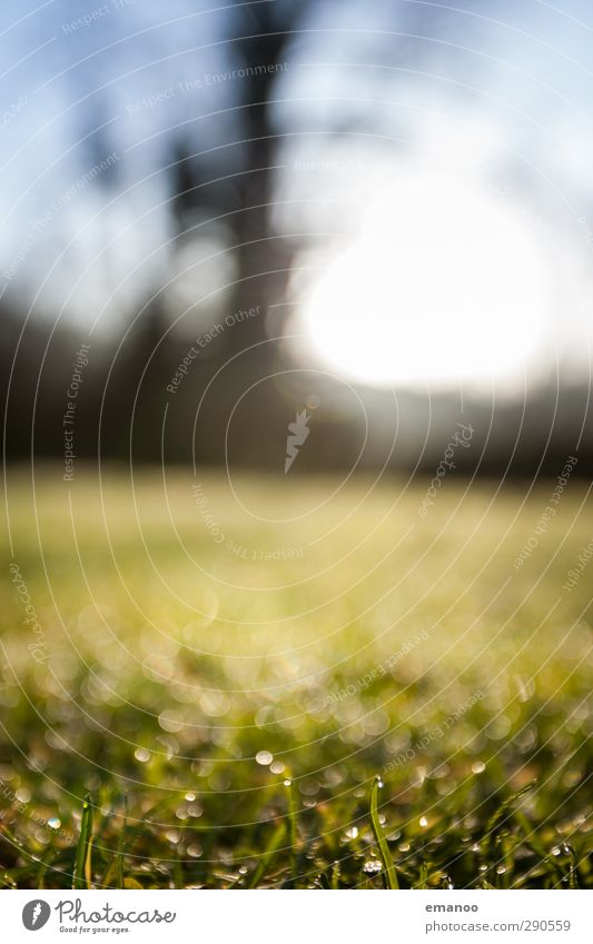 weiche Natur Umwelt Landschaft Pflanze Luft Wasser Wassertropfen Himmel Sonne Klima Wetter Regen Baum Gras Grünpflanze Garten Wiese Feld nah nass grün Unschärfe