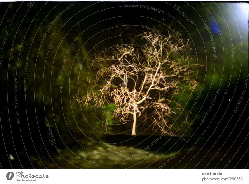 baum Baum Sträucher Park Stimmung analog Farbfoto Außenaufnahme Nacht Kunstlicht Licht Kontrast Schwache Tiefenschärfe Zentralperspektive