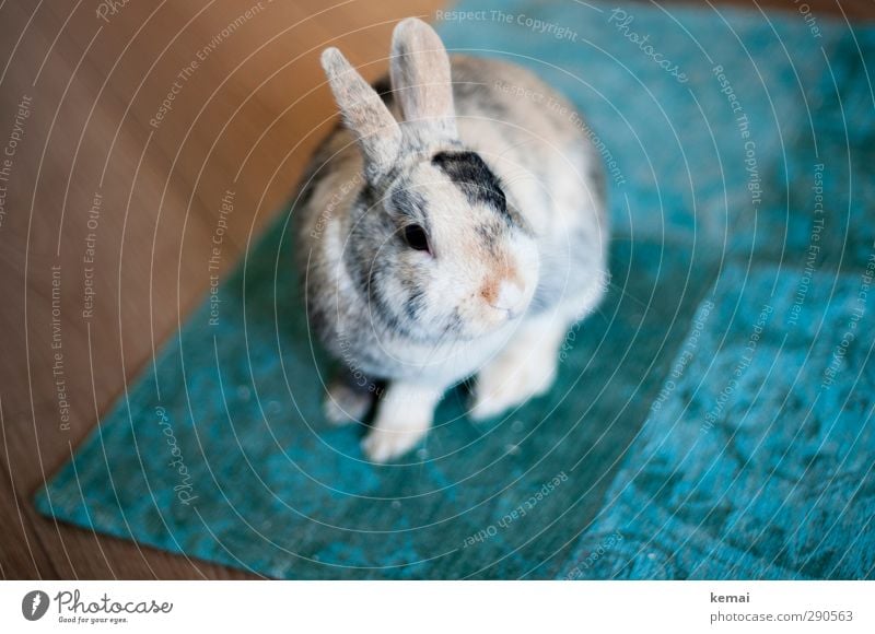 Teppichratte Tier Haustier Tiergesicht Fell Hase & Kaninchen Zwergkaninchen Zwerghase Hasenohren 1 sitzen schön klein niedlich türkis Farbfoto Gedeckte Farben