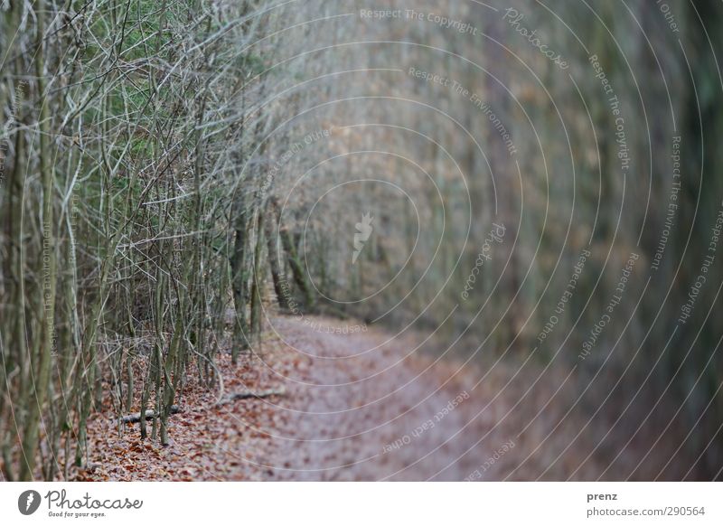 Waldspaziergang Umwelt Natur Landschaft Pflanze Winter Baum Sträucher grau grün Wege & Pfade Tilt-Shift Zweig Farbfoto Außenaufnahme Menschenleer Tag Unschärfe