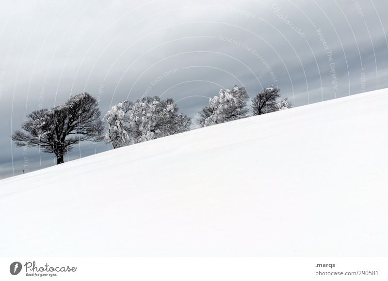 4 Ausflug Winter Schnee Winterurlaub Umwelt Natur Landschaft Gewitterwolken schlechtes Wetter Eis Frost Baum Buche einzigartig kalt schön Stimmung Perspektive